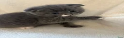 Scottish Fold cats for sale: Beautiful Scottish Fold Kittens - Advert 4
