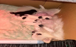 Pomeranian dogs for sale: Cute Pomeranian Puppies Looking for loving home - Image 2
