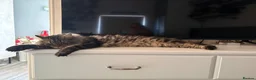 Maine Coon cats for sale: Beautiful Maine coon cross tabby boy neutered  - Advert 2