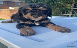 Maltipoo dogs for sale: F1B maltipoo - Image 16