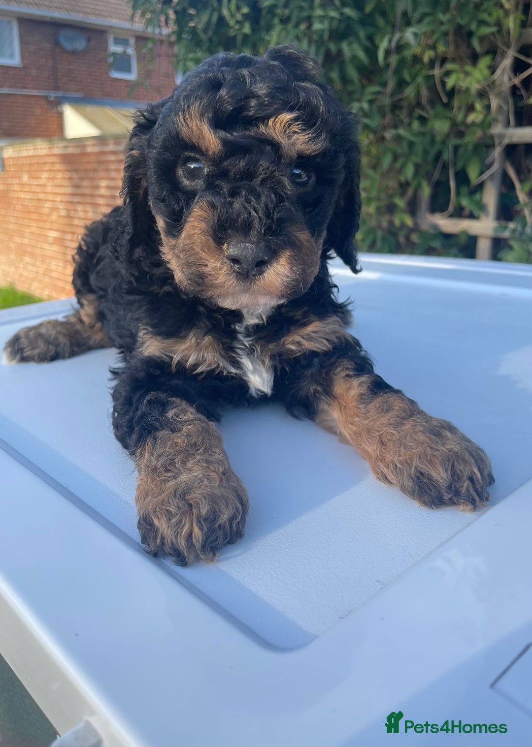 Maltipoo dogs for sale: F1B maltipoo - Image 16