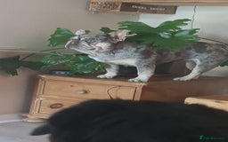 French Bulldog dogs for sale: Merle Frenchie looking for a new home  - Image 1