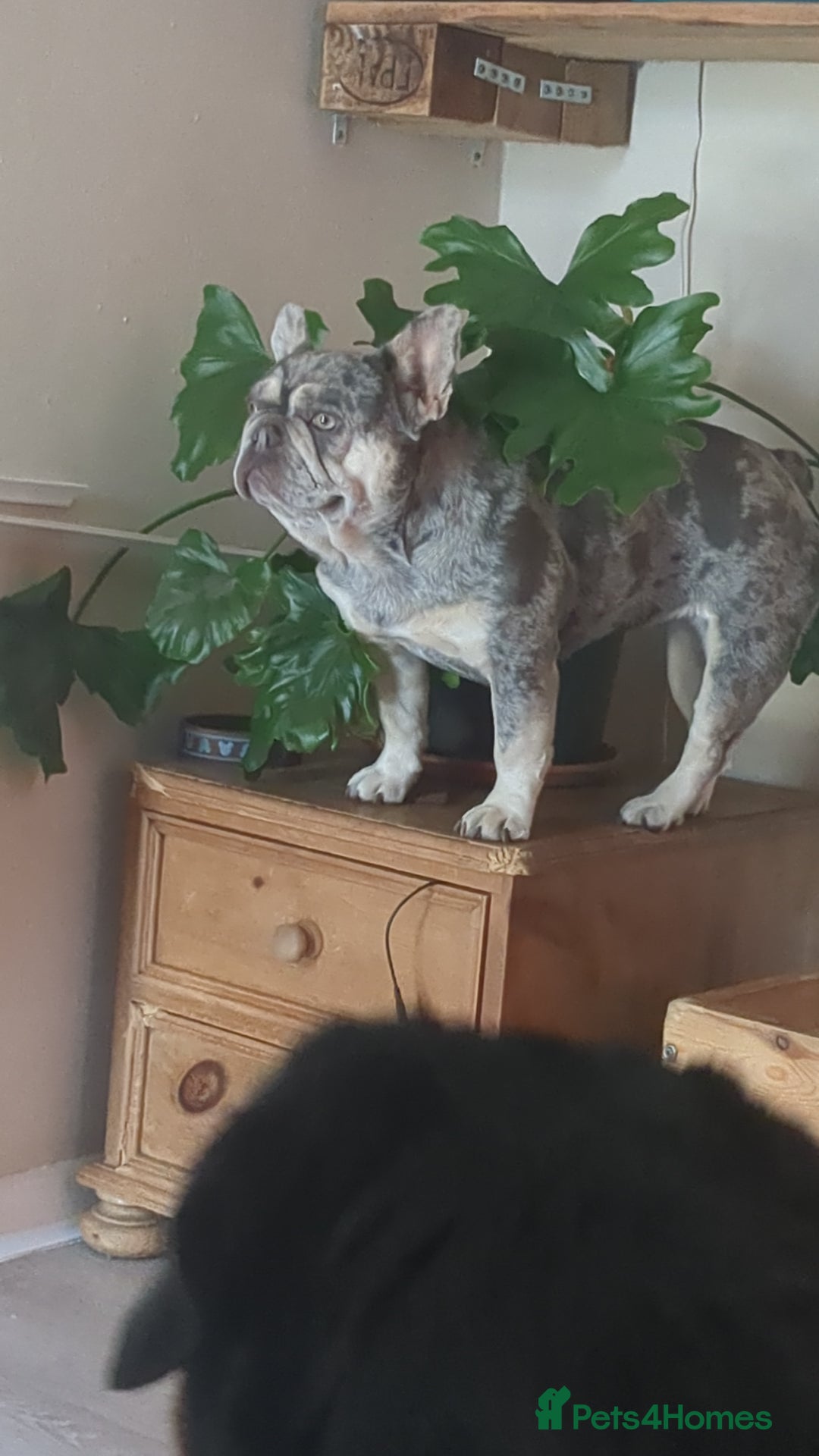 French Bulldog dogs for sale: Merle Frenchie looking for a new home  - Image 1
