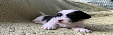 Mixed Breed Puppy 1