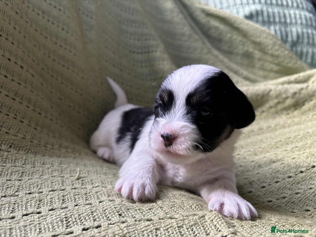 Mixed Breed dogs for sale: Lhasa-JackRussell - Advert 4