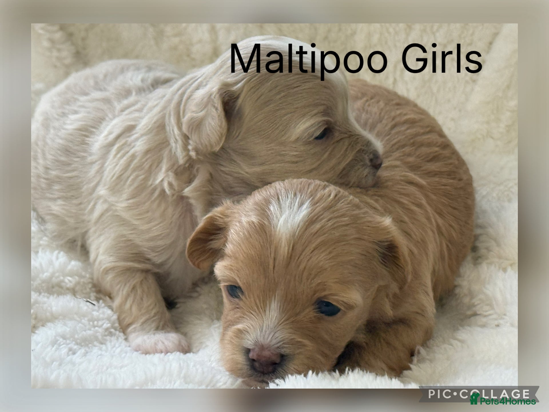 Maltipoo dogs Stunning Maltipoo’s - Advert 1