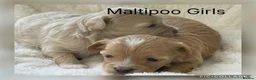 Maltipoo dogs for sale: Stunning Maltipoo’s - Advert 1