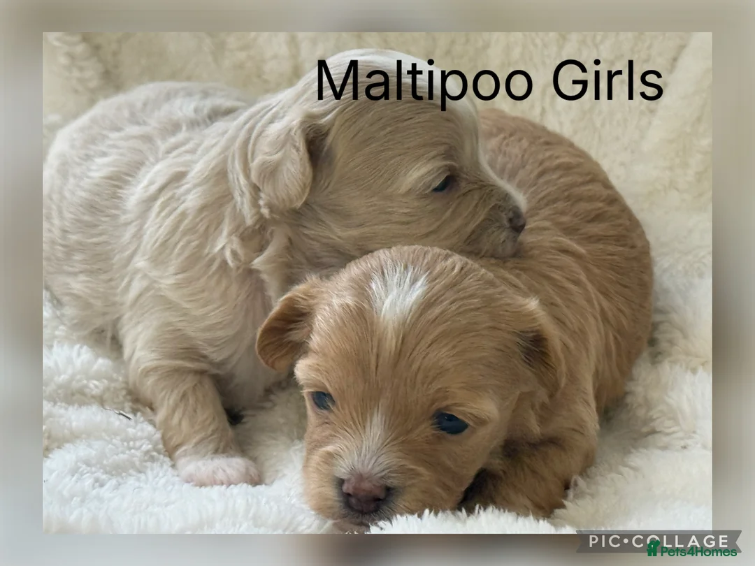 Maltipoo dogs for sale: Stunning Maltipoo’s - Advert 1