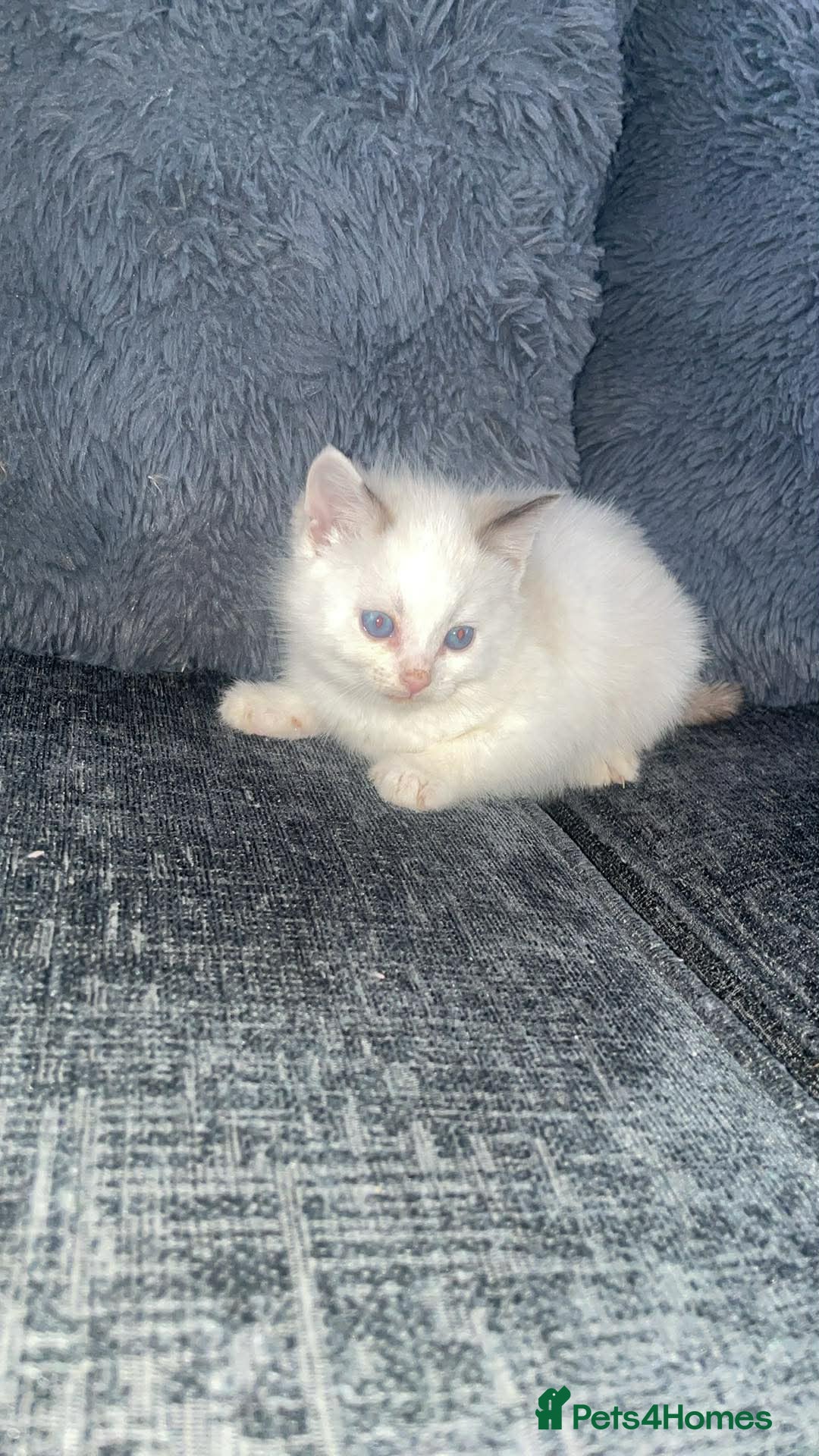 Ragdoll cats Kiitten for sale  - Advert 4