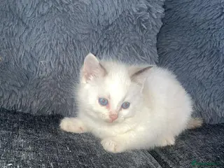 Ragdoll cats Kiitten for sale - Advert 4