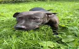 Mixed Breed dogs for sale: Coco canine  - Image 5