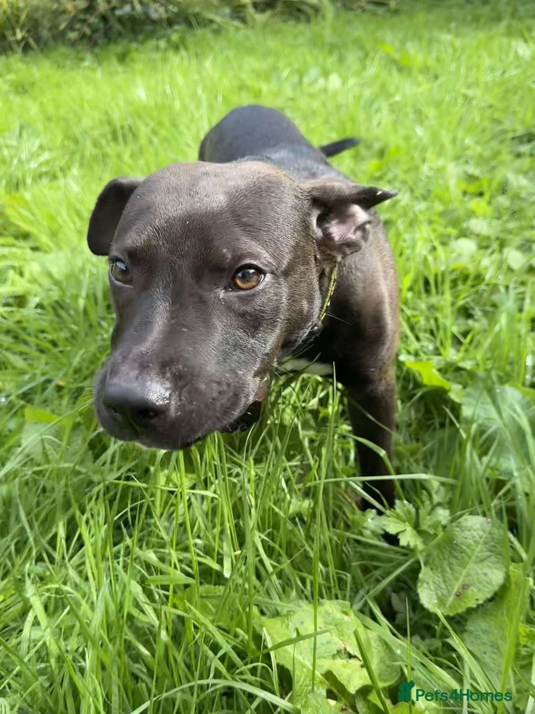 Mixed Breed dogs for sale: Coco canine  - Image 5