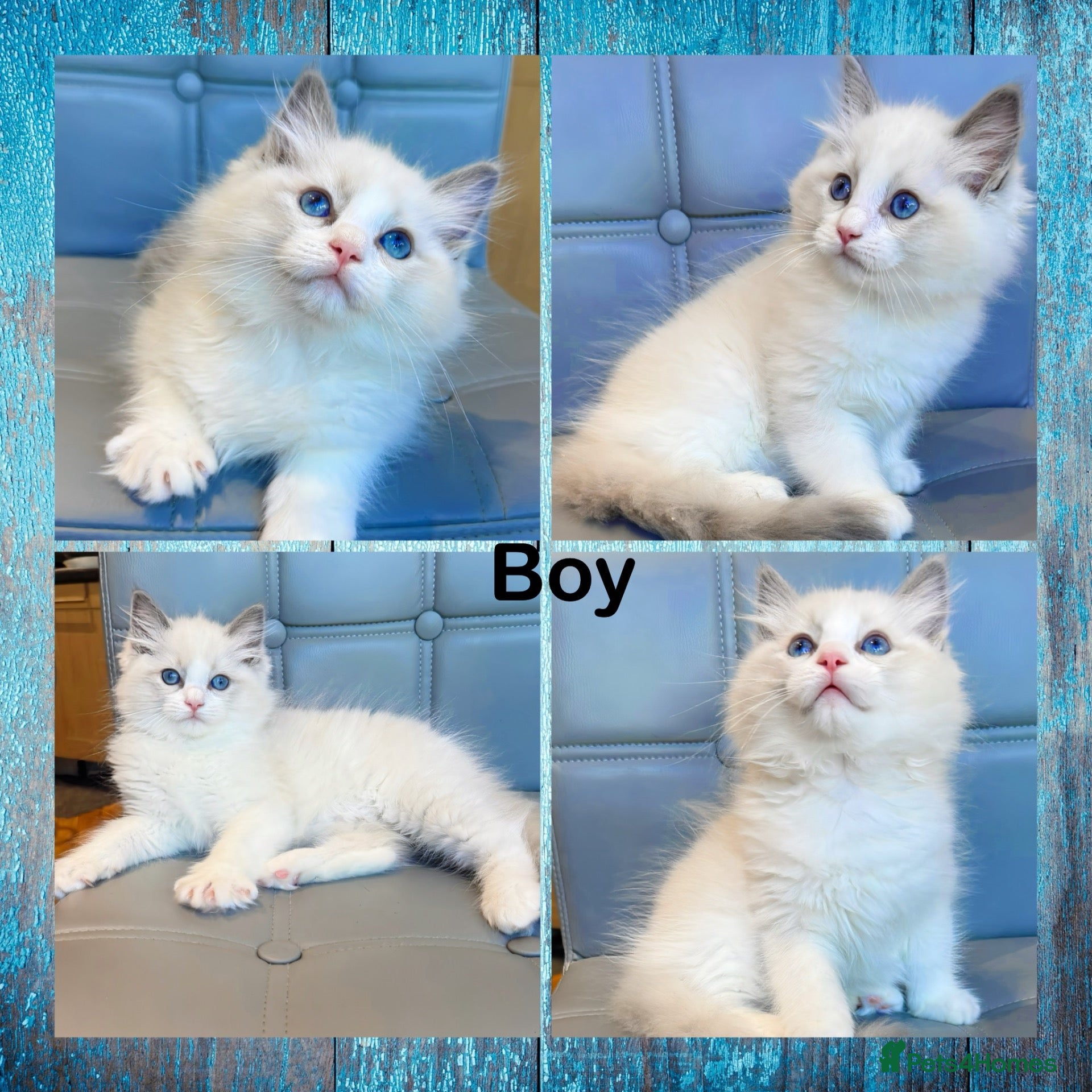 Ragdoll cats Pure Ragdoll kittens Registered and DNA tested  - Advert 2