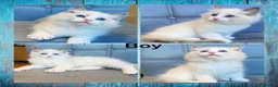 Ragdoll cats for sale: Pure Ragdoll kittens Registered and DNA tested  - Advert 2