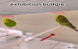 Budgerigars birds for sale: Budgies  and Cockatiel for sale  - Image 8