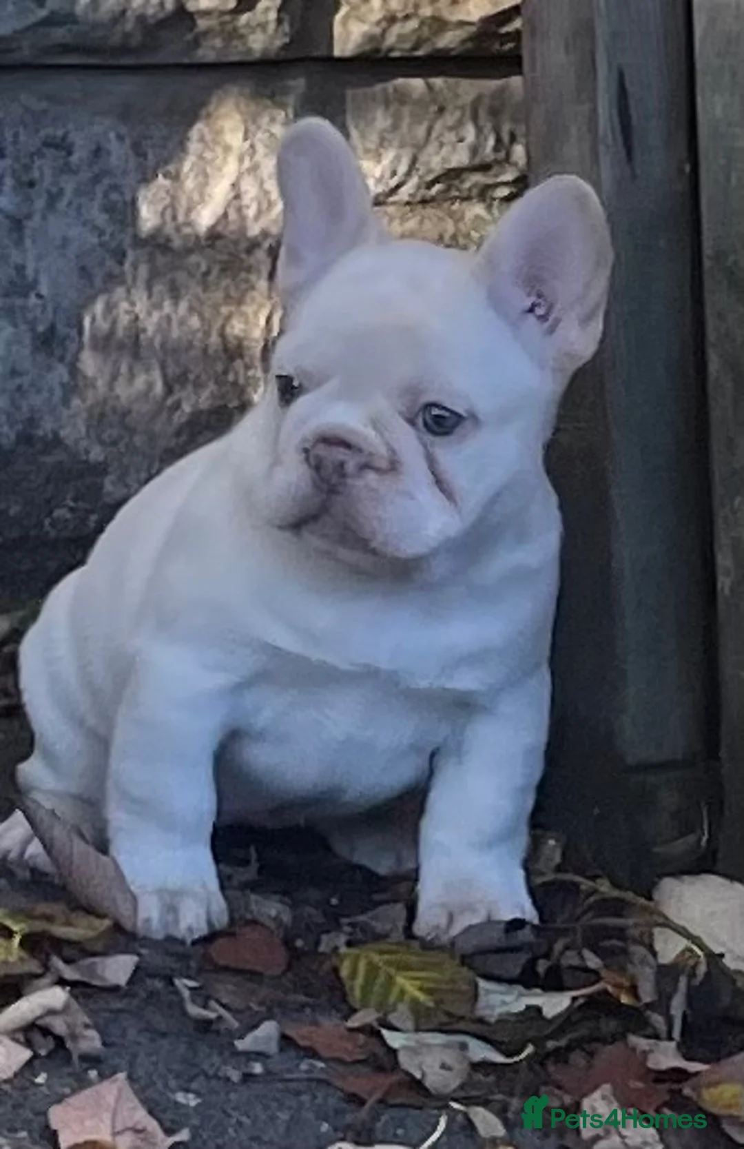 French Bulldog dogs for sale: KC REGISTERED QUALITY FRENCH BULLDOG PUPPIES  - Advert 16