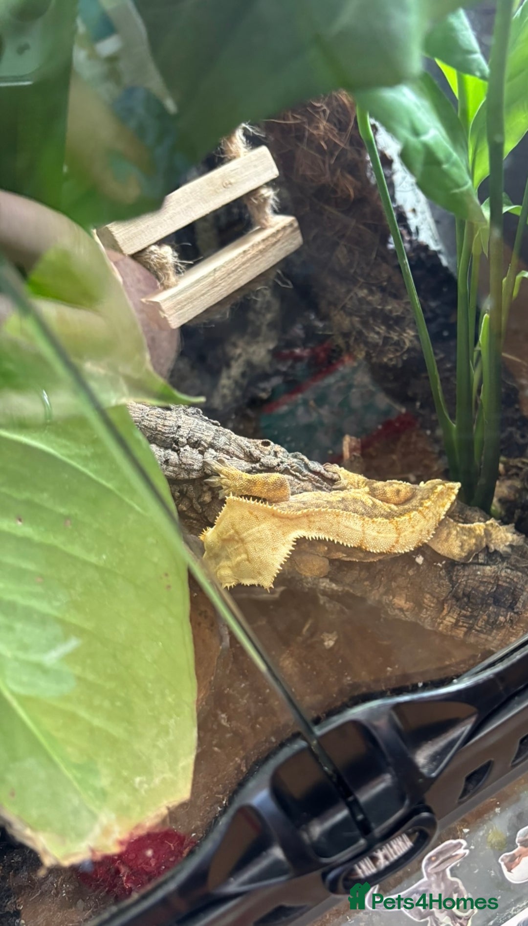 Gecko reptiles for sale: Crested geckos breeding pair - Image 2