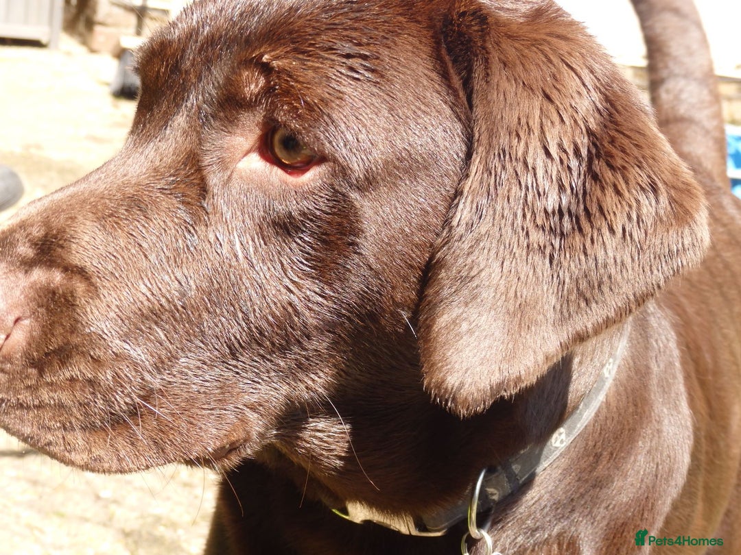 Labrador Retriever dogs for stud: Proven KC Chocolate Labrador for stud.NOT FOR SALE in Faversham - Advert 8