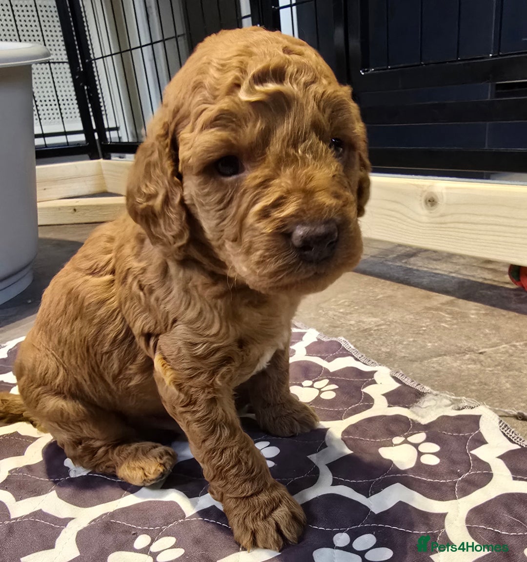 Cavapoo dogs for sale: Cavapoo puppies extensive health tested - Advert 5