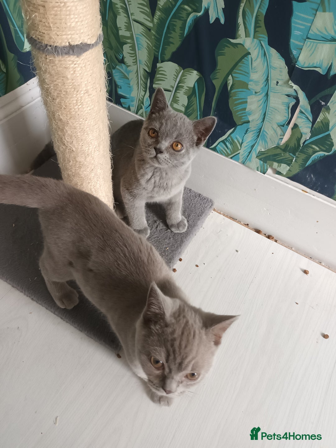Brazilian Shorthair cats for sale: 2 British Shorthair Brothers  - Image 5