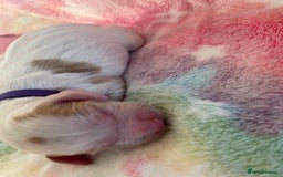 Cocker Spaniel dogs for sale: Cocker spaniel puppies  - Image 3