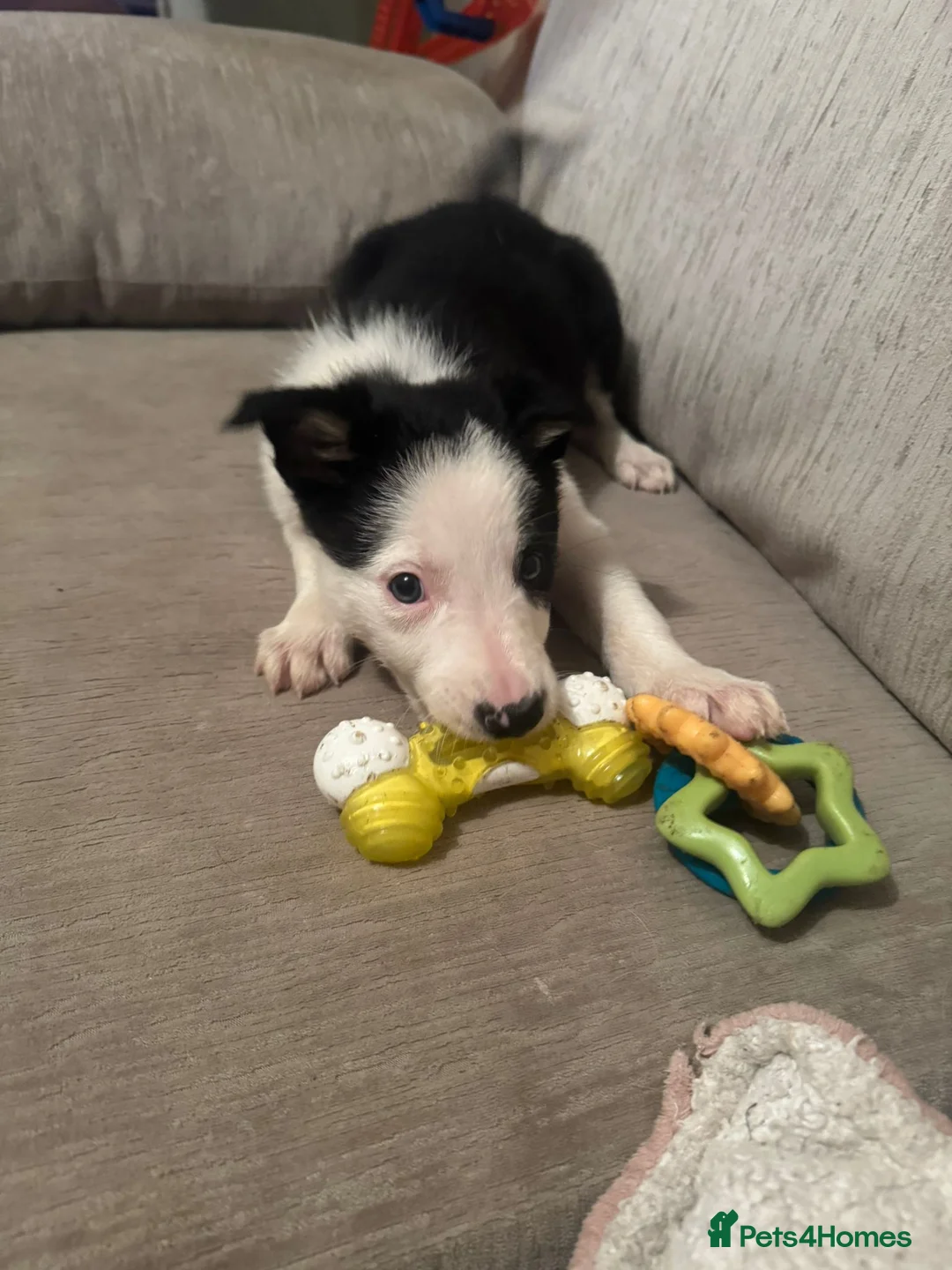 Border Collie dogs for sale: 1 Border Collie Pup - Health tested clear parents - Advert 26