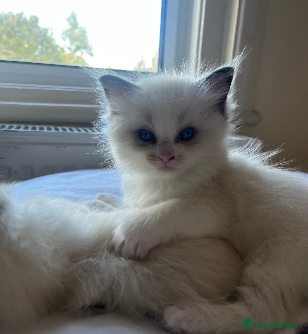 Ragdoll cats for sale: 🎀Beautiful Ragdoll kittens (TICA reg)🎀 - Image 28