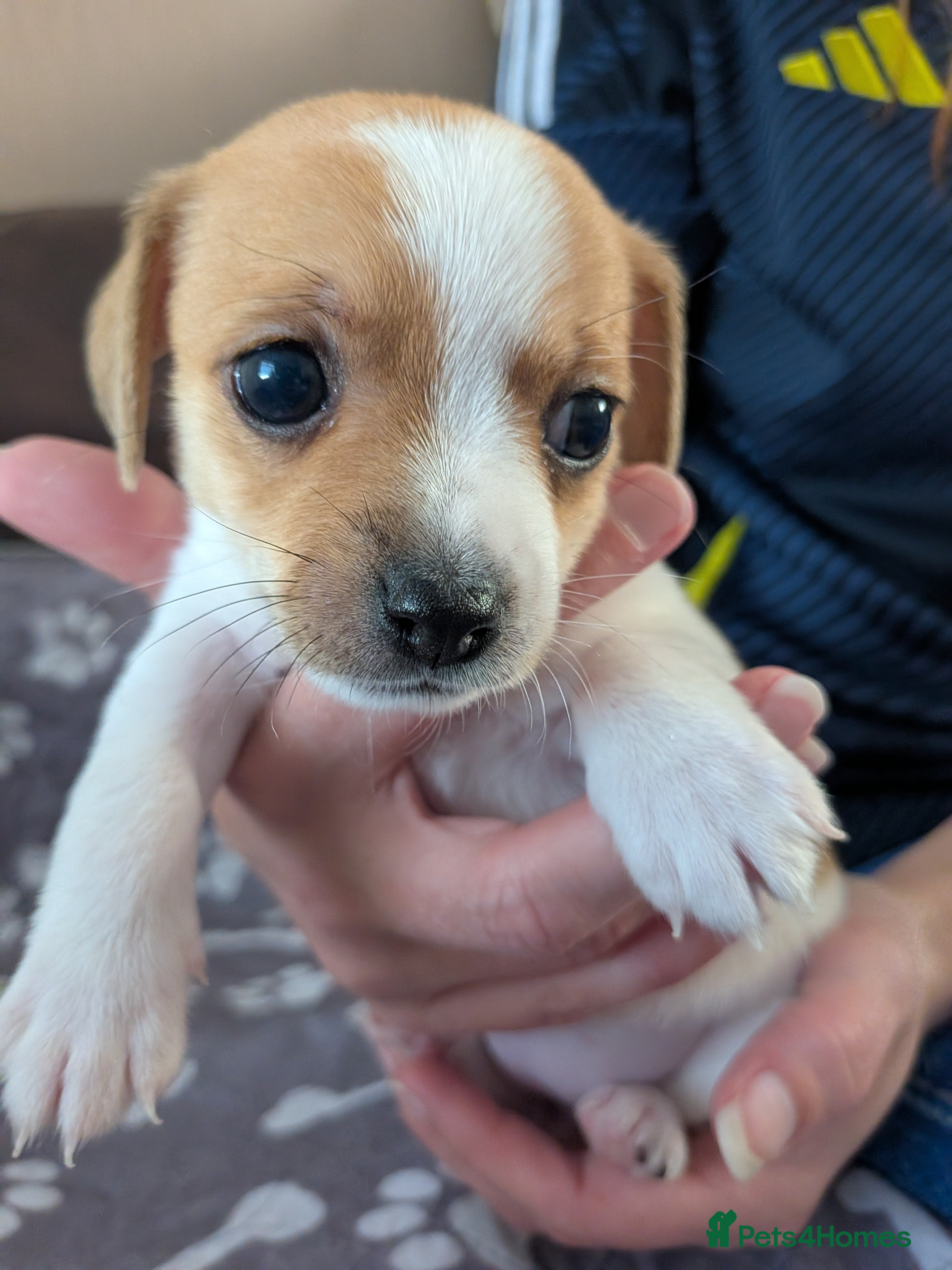 Jack Chi dogs 7 Jack Chi Puppies - Advert 2