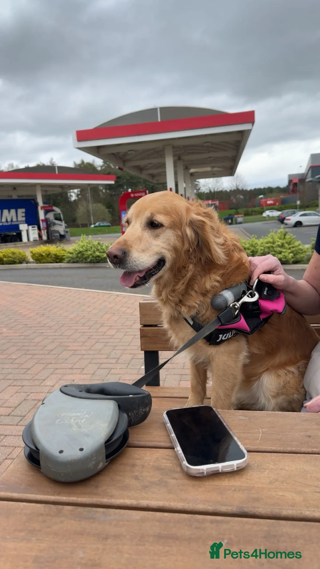 Golden Retriever dogs for sale: Beloved Golden Retriever for adoption  - Advert 2