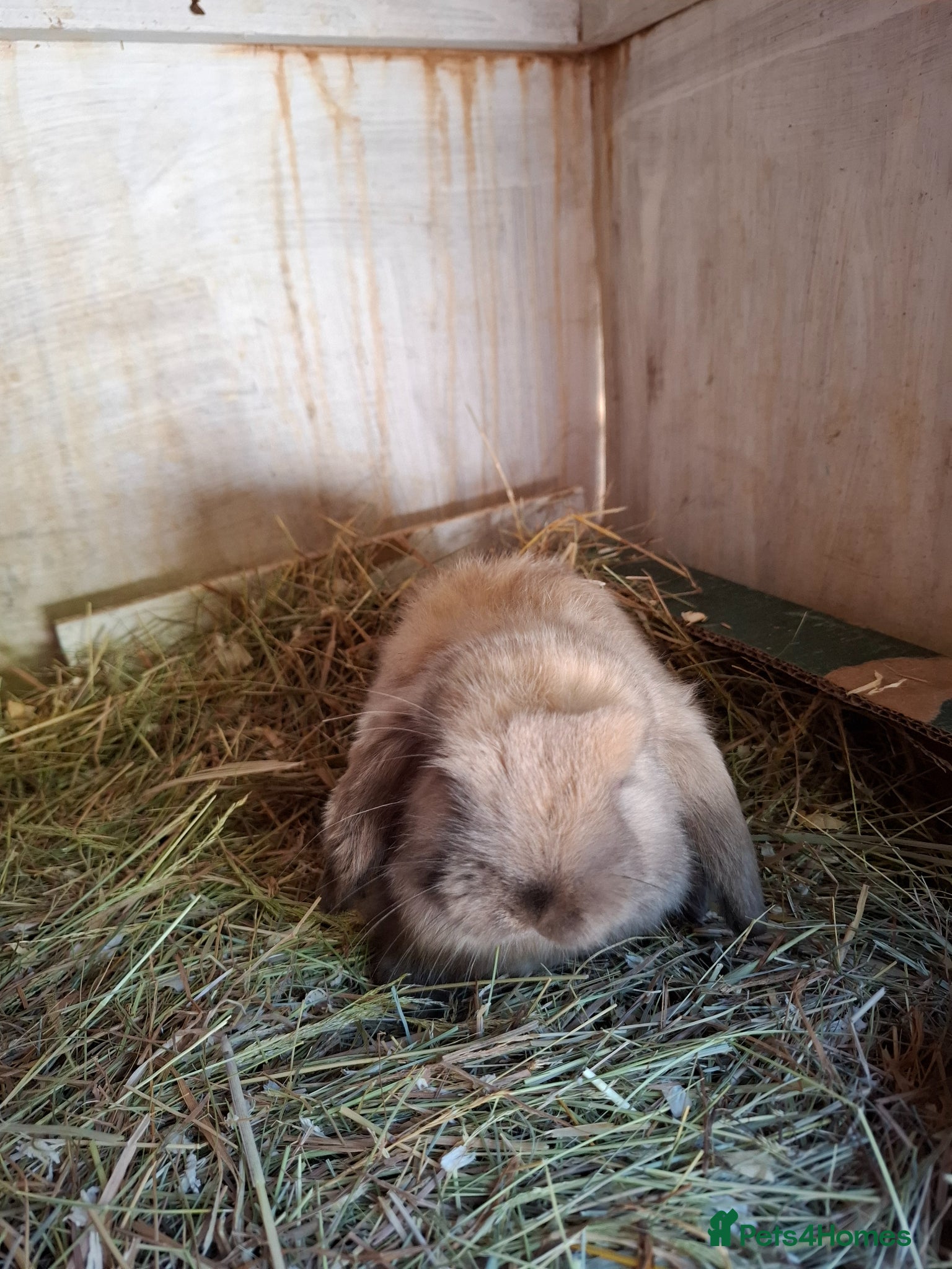 Mini Lop rabbits for sale: Mini Lops and Mini Lion Lops - Advert 2