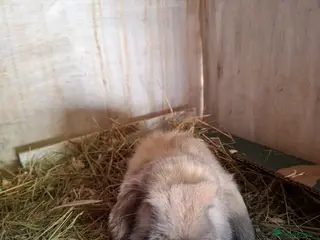 Mini Lop rabbits for sale: Mini Lops and Mini Lion Lops - Advert 2