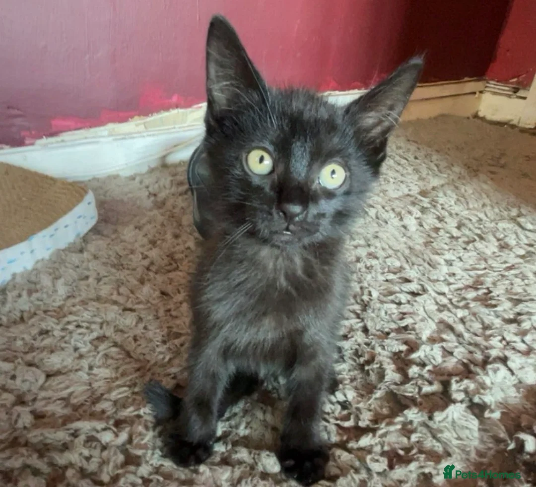 Mixed Breed cats for sale: Two Kittens 10 Weeks Ready To leave  - Advert 5