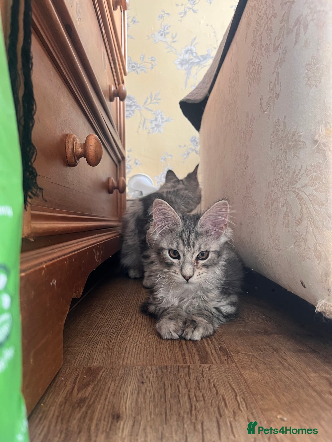 Maine Coon cats for sale: Maine coon kittens available  - Image 6