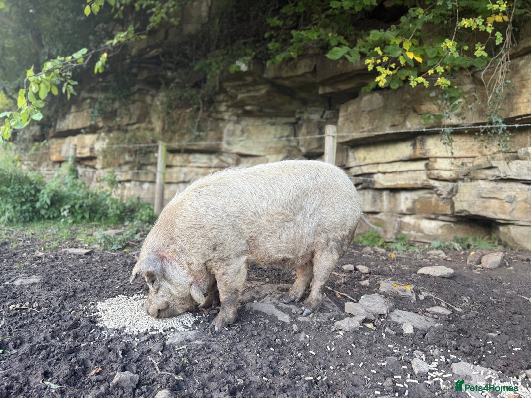 Pig livestock for sale: Kune Kune male - Image 3