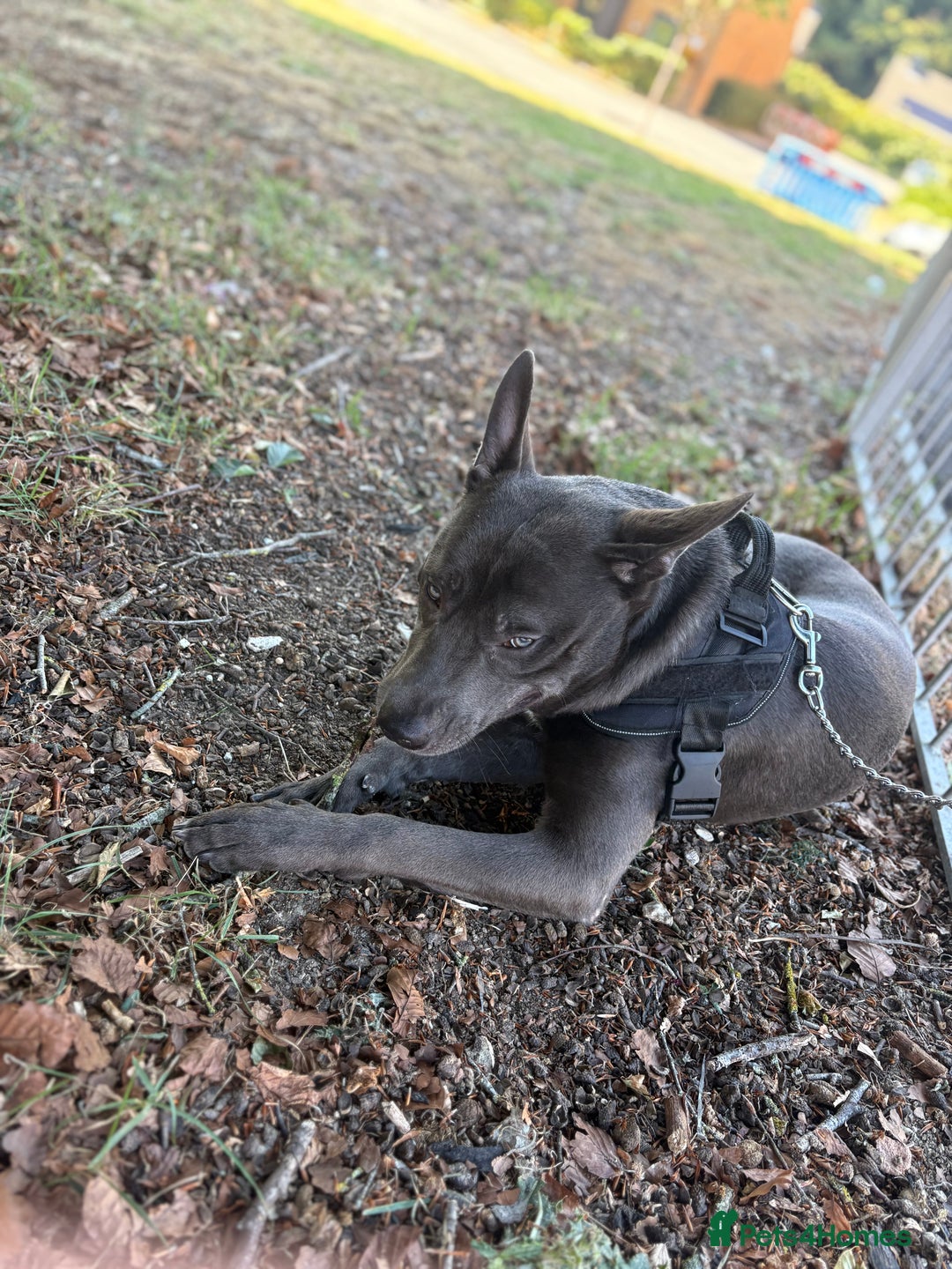 Mixed Breed dogs for sale: Smokey - Image 3