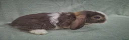 Mini Lop rabbits for sale: Gorgeous mini lops ready next week  - Advert 3
