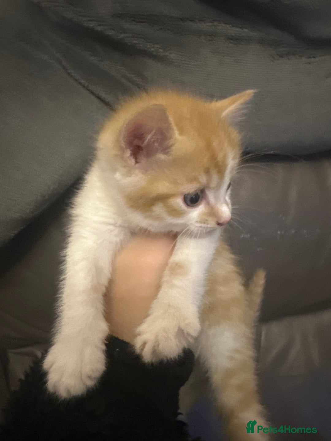 Mixed Breed cats for sale: Four Lovely mixed breed Kittens  - Advert 11