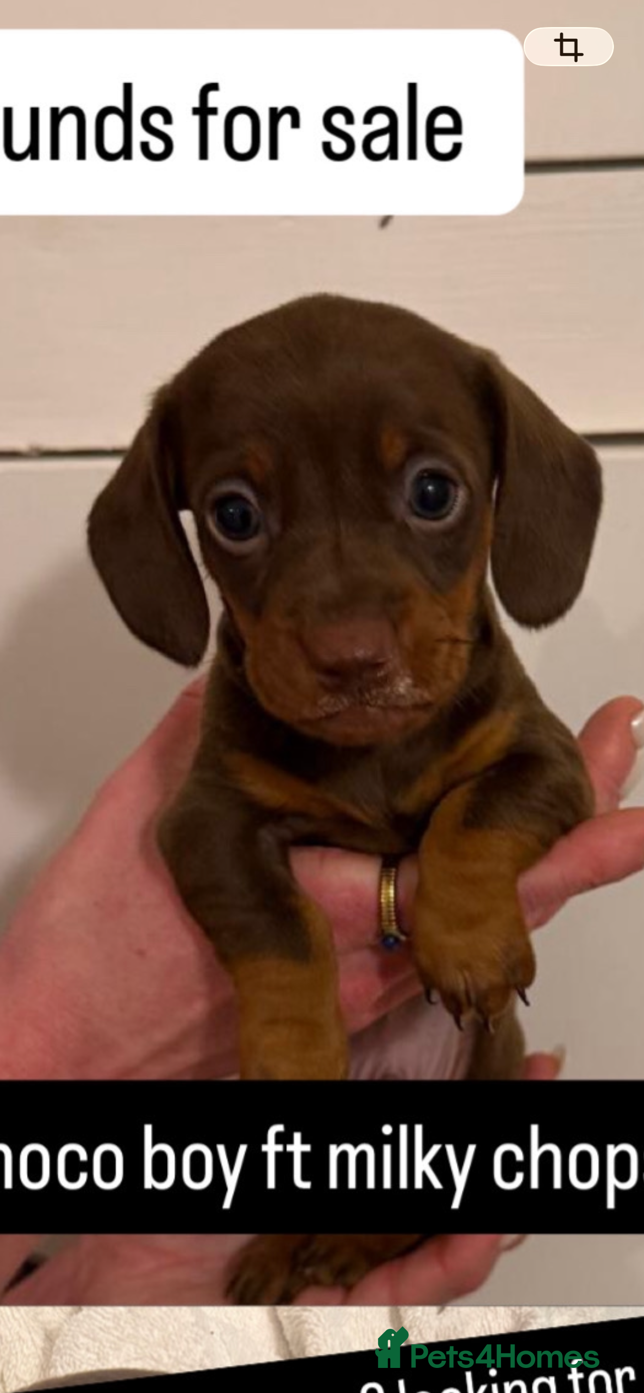 Miniature Dachshund dogs Miniature Dachshund Puppies for Sale - Advert 2
