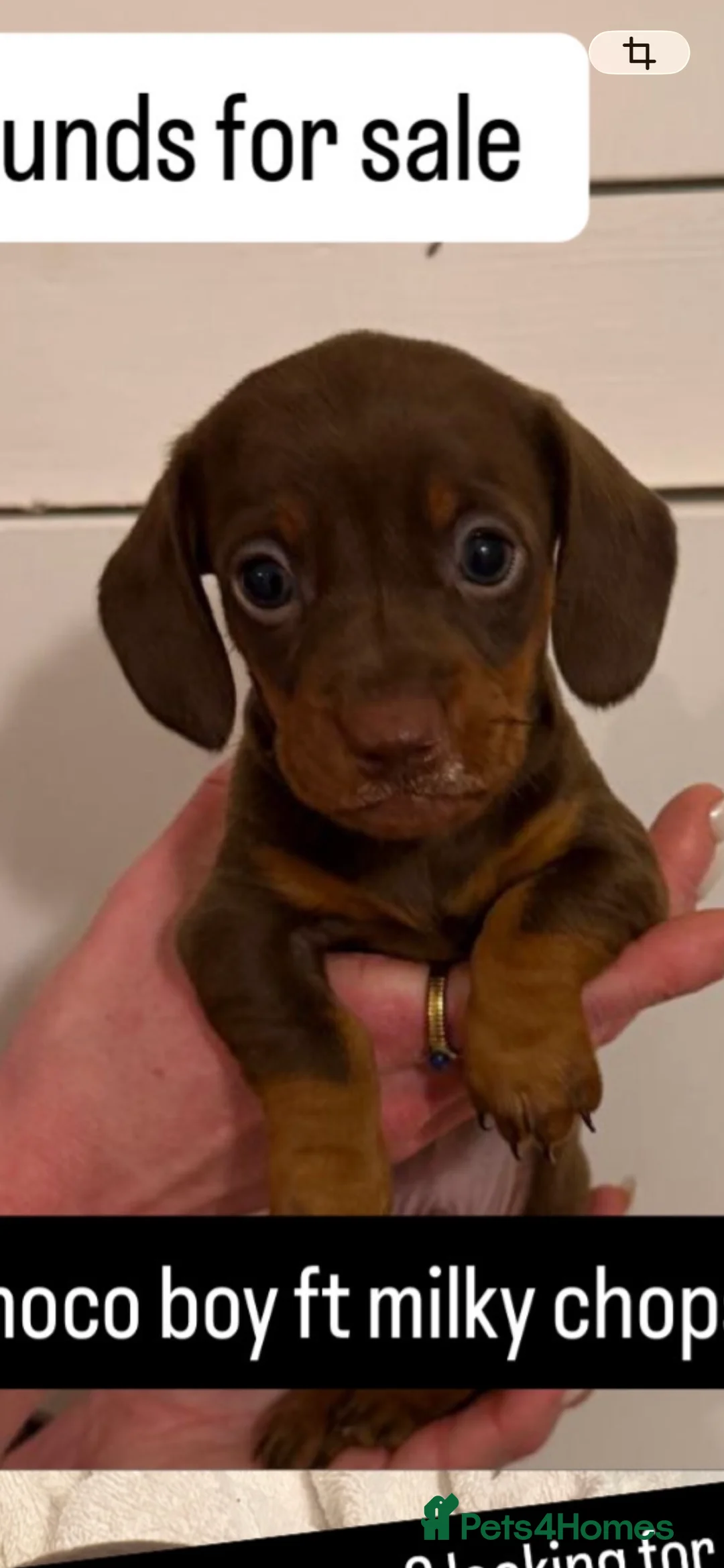 Miniature Dachshund dogs for sale: Miniature Dachshund Puppies for Sale in Somerton - Advert 2