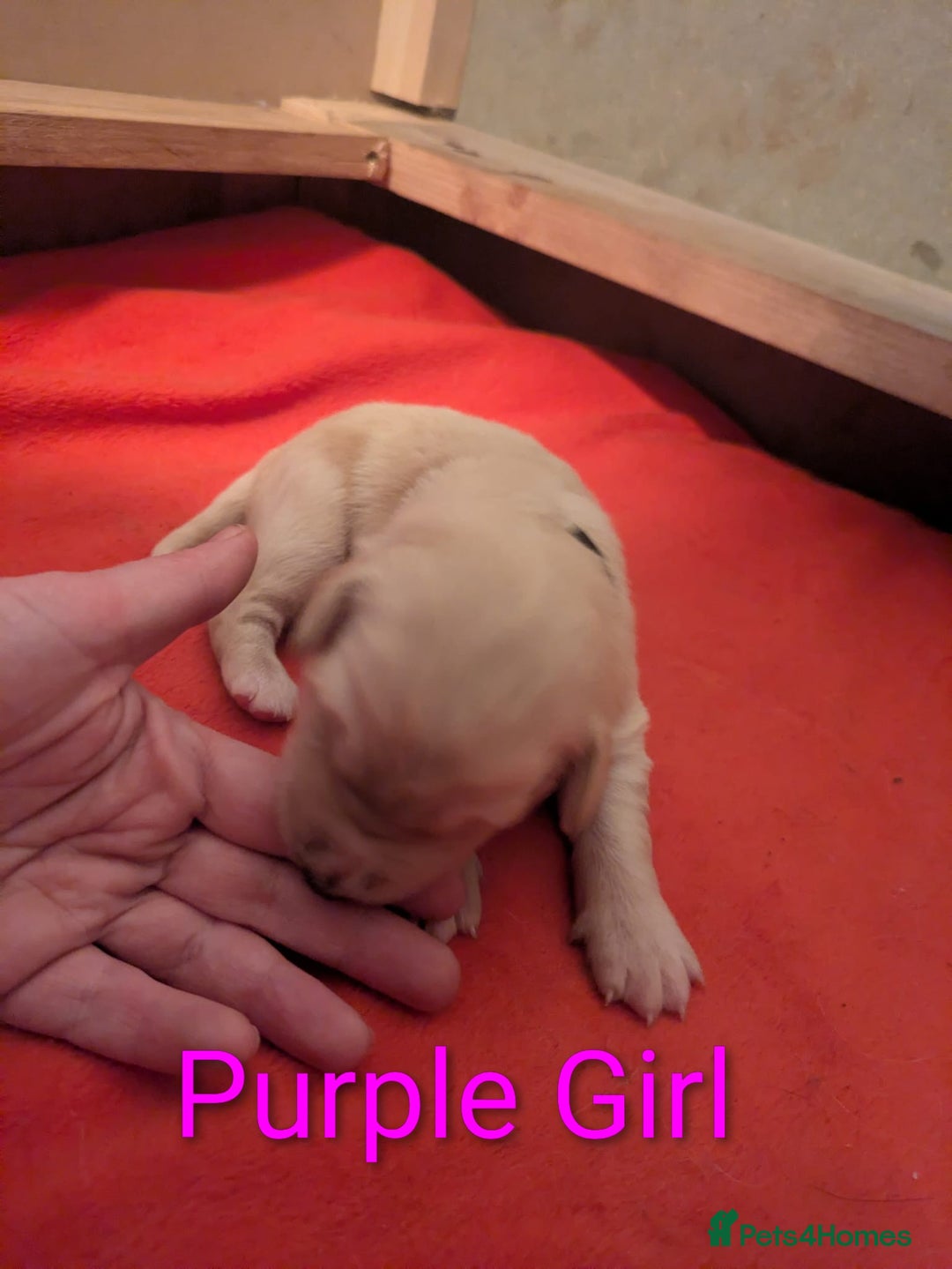 Mixed Breed dogs for sale: Golden Shepherd puppies  - Image 24