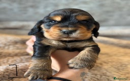 Cocker Spaniel dogs for sale: 100% TRUE SHOW TYPE HEALTH TESTED COCKER SPANIELS  - Advert 11