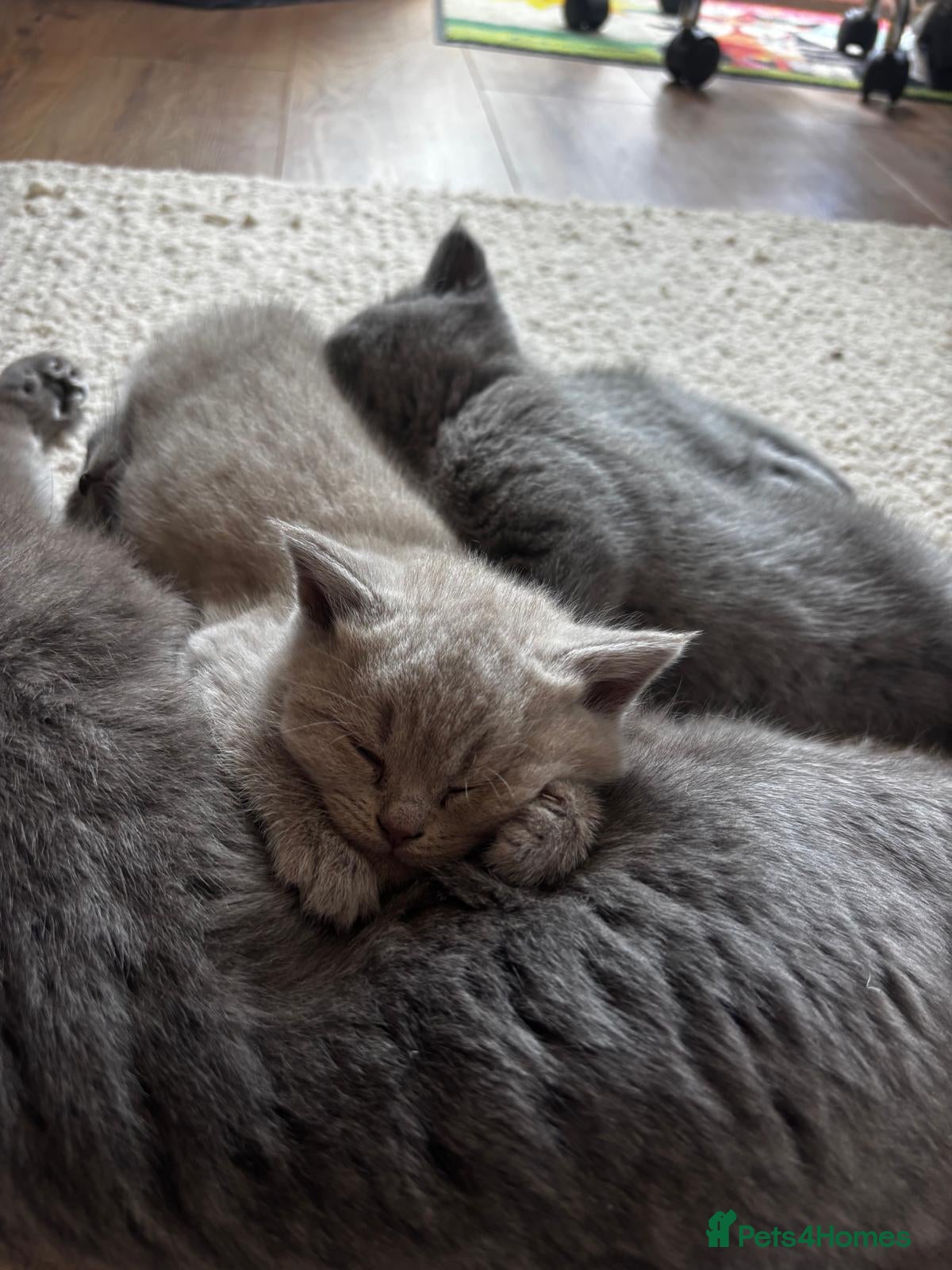 British Shorthair cats Gorgeous BSH female kittens for sale - Advert 2