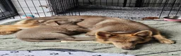 Sheprador dogs for sale: yellow lab cross isabelle German Shepherd - Advert 10