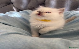 Ragdoll cats for sale: Perfect little blue point Ragdoll girls x5 - Image 9