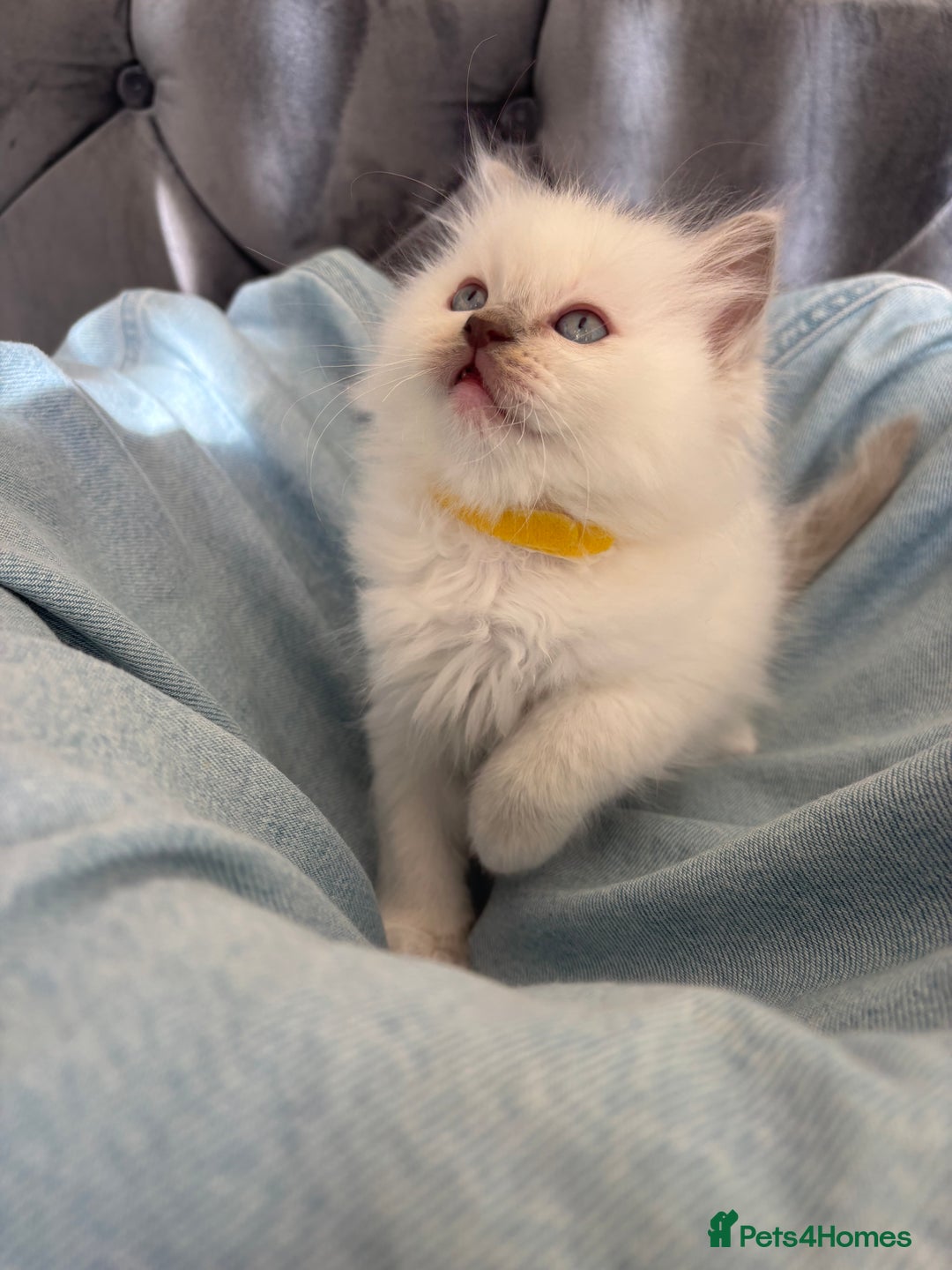 Ragdoll cats for sale: Perfect little blue point Ragdoll girls x5 - Image 9