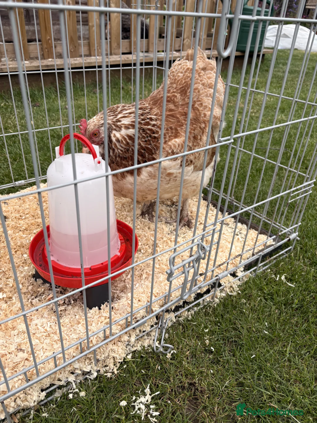 Chickens poultry for sale: 1x Faverolle Hen  in Derby - Advert 3