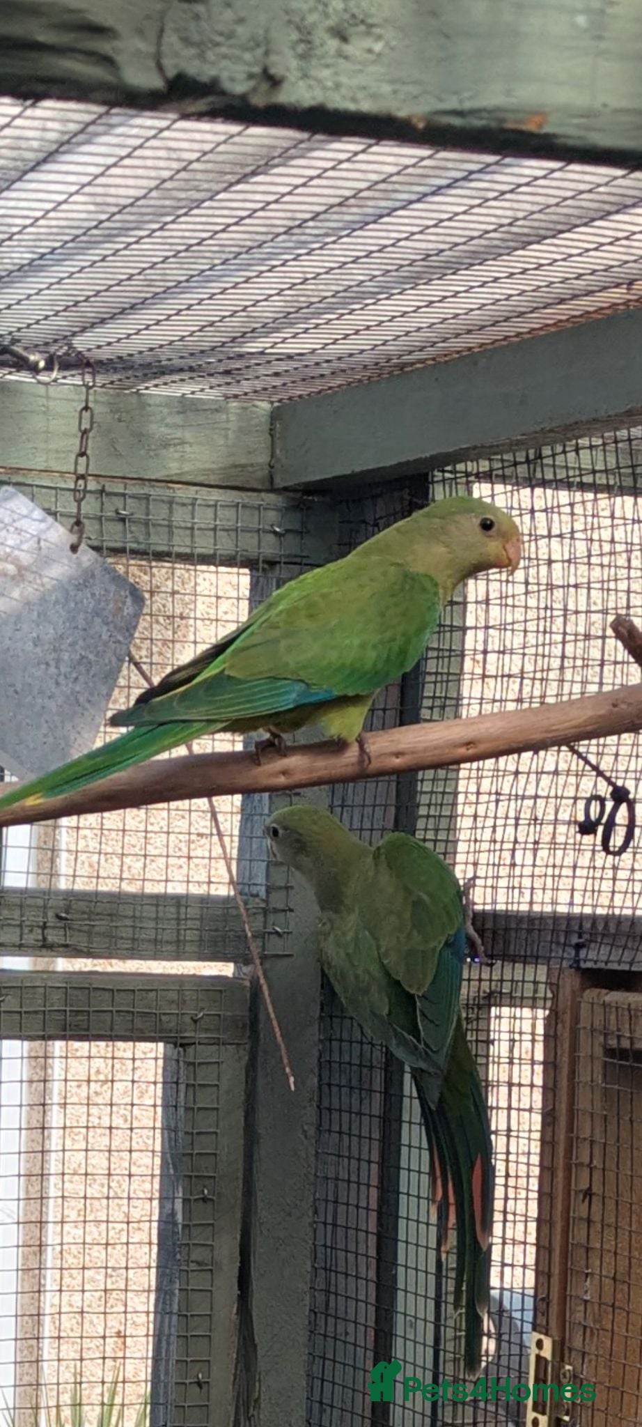 Parrots birds Barrabands for sale  - Advert 6