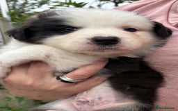 Australian Shepherd dogs for sale: Beautiful pedigree Australian shepherd puppies  - Image 2
