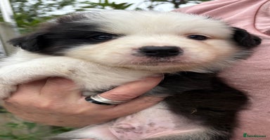 Australian Shepherd dogs - Advert 1