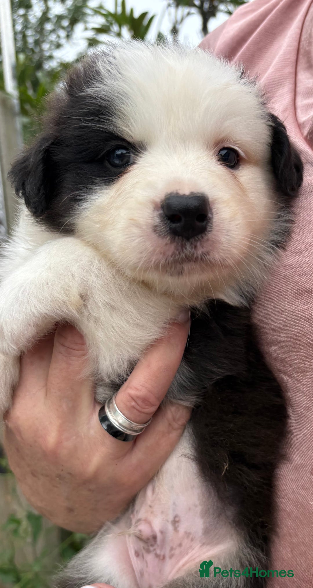 Australian Shepherd dogs for sale: Beautiful pedigree Australian shepherd puppies  - Image 2